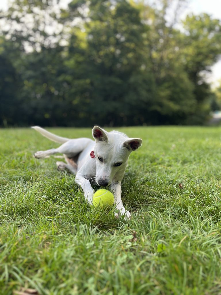 Flicky, der Hund von PromoCodesforPets spielt mit einem Ball promo codes for pets Flicky mit haustier gutscheine & rabattcodes